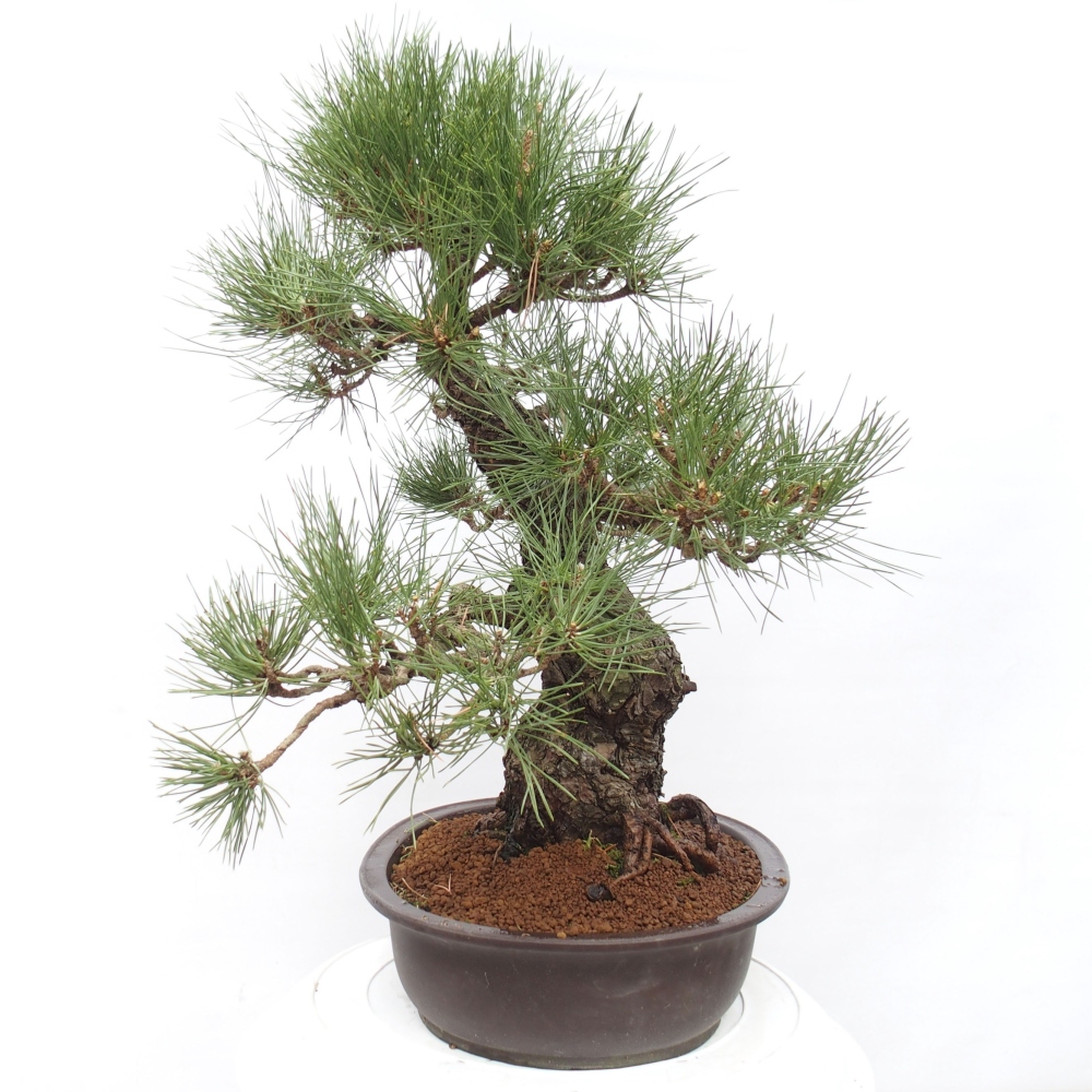 Outdoor bonsai - Pinus thunbergii - Thunberg pine
