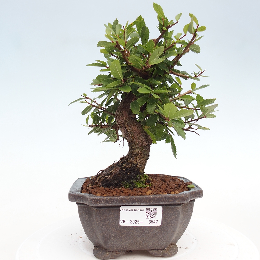 Outdoor bonsai - Zelkova - Zelkova NIRE