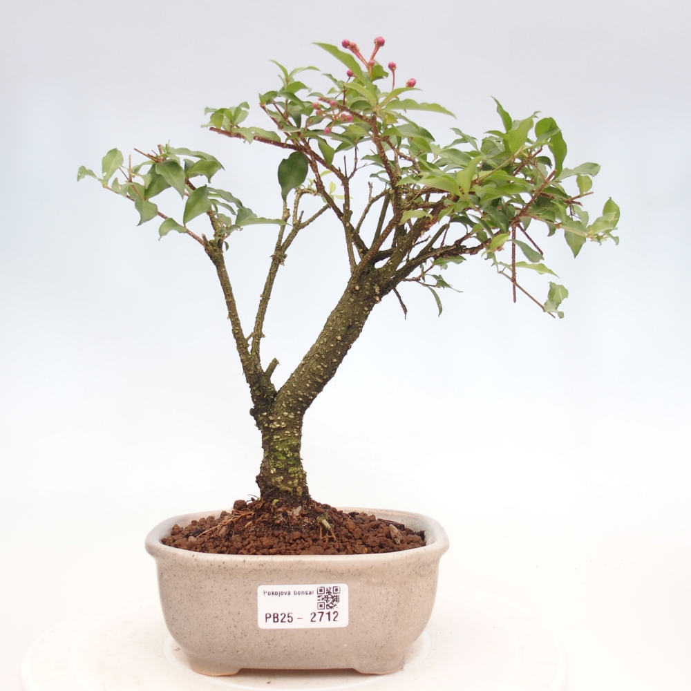 Room bonsai - Malpighia coccigera- Barbdorian cherry