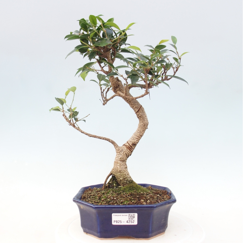 Room bonsai - Ficus retusa - small-leaved ficus