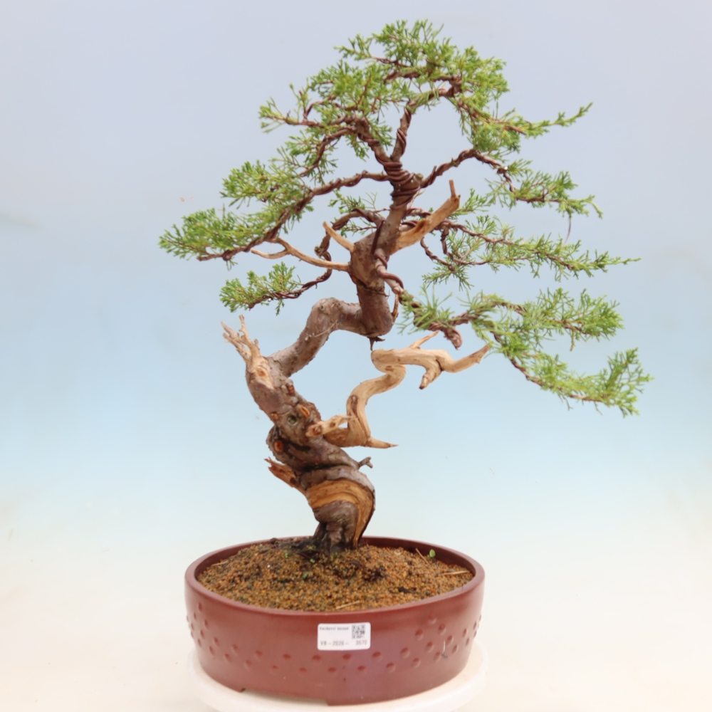 Outdoor Bonsai - Juniperus chinensis Itoigawa - Chinese Juniper