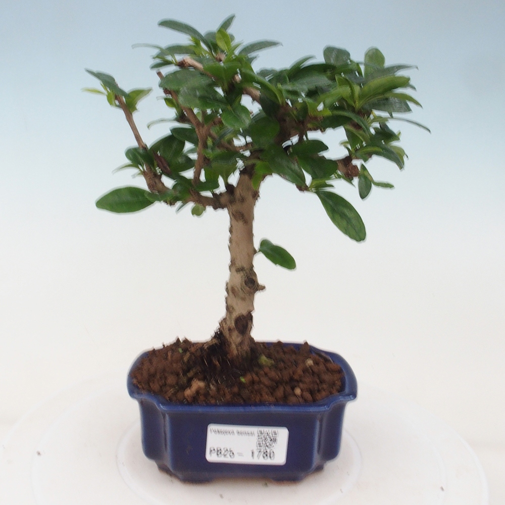 Indoor bonsai - Carmona macrophylla - Fuki tea