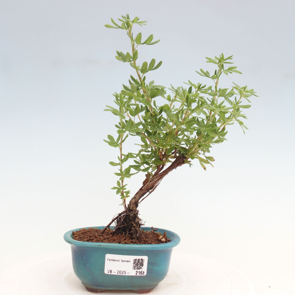 Outdoor bonsai-Cinquefoil - Potentila fruticosa yellow Bird