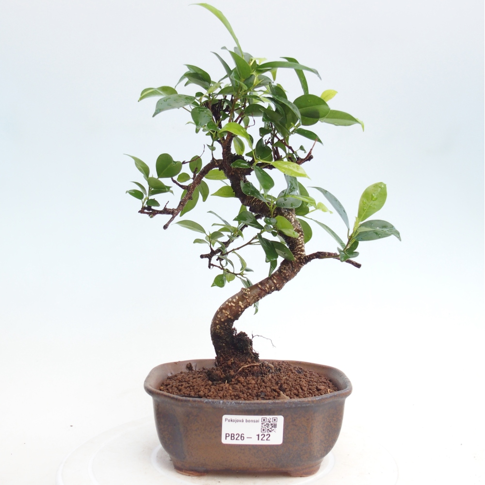 Room bonsai - Ficus retusa - small-leaved ficus