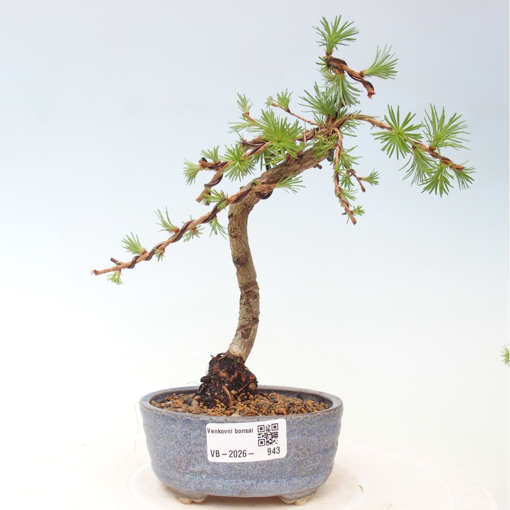 Outdoor bonsai - Larix Kaempferi - Japanese Larch