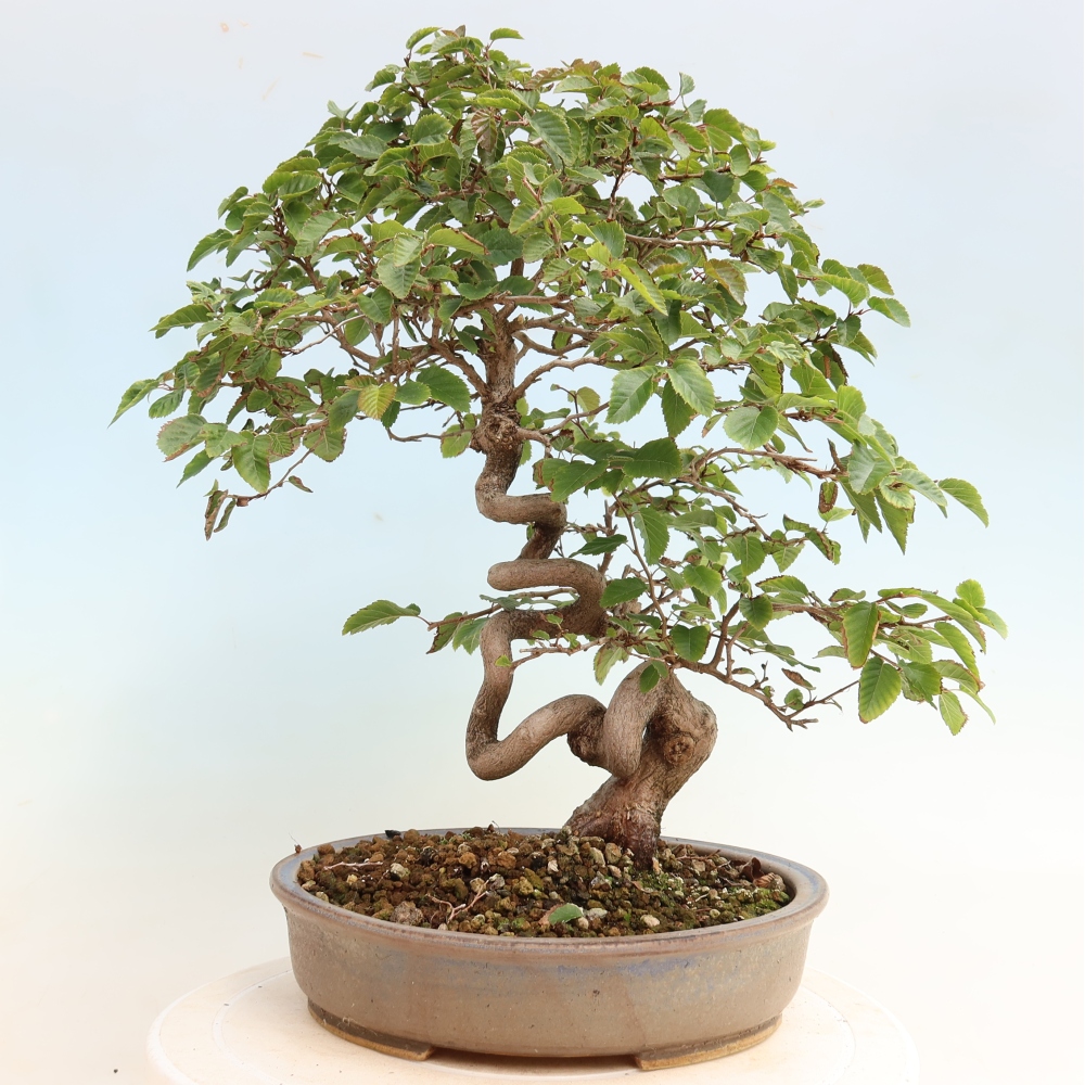 Outdoor bonsai -Carpinus CARPINOIDES - Korean Hornbeam