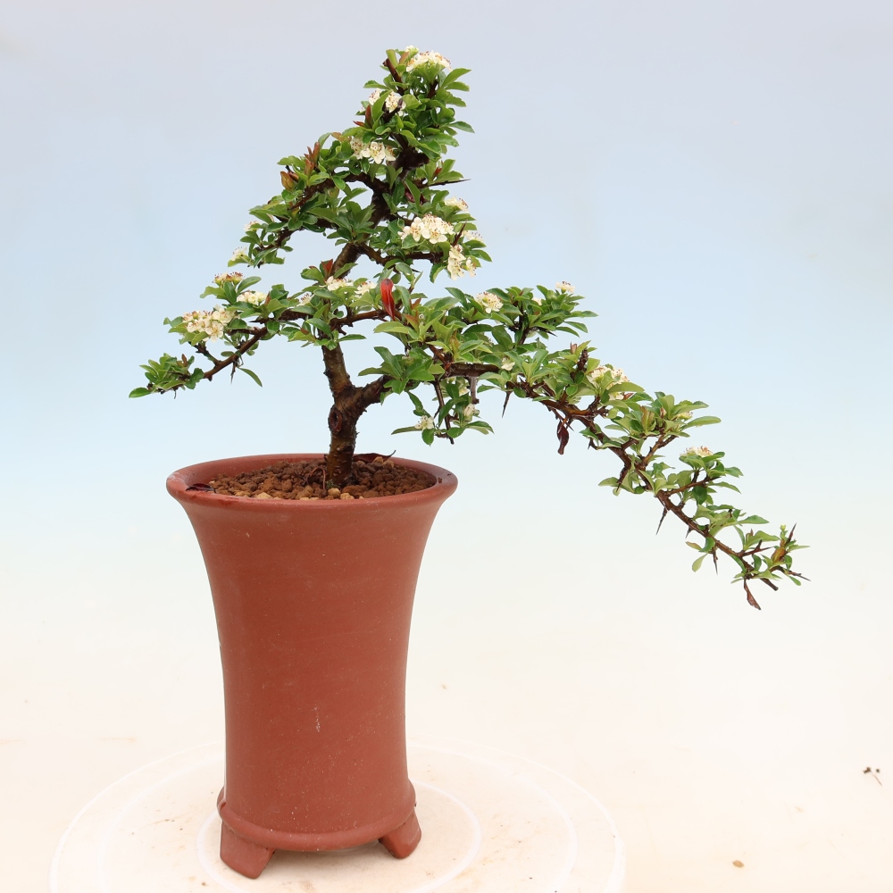 Outdoor Bonsai - Pyracantha teton - Scarlet Firethorn