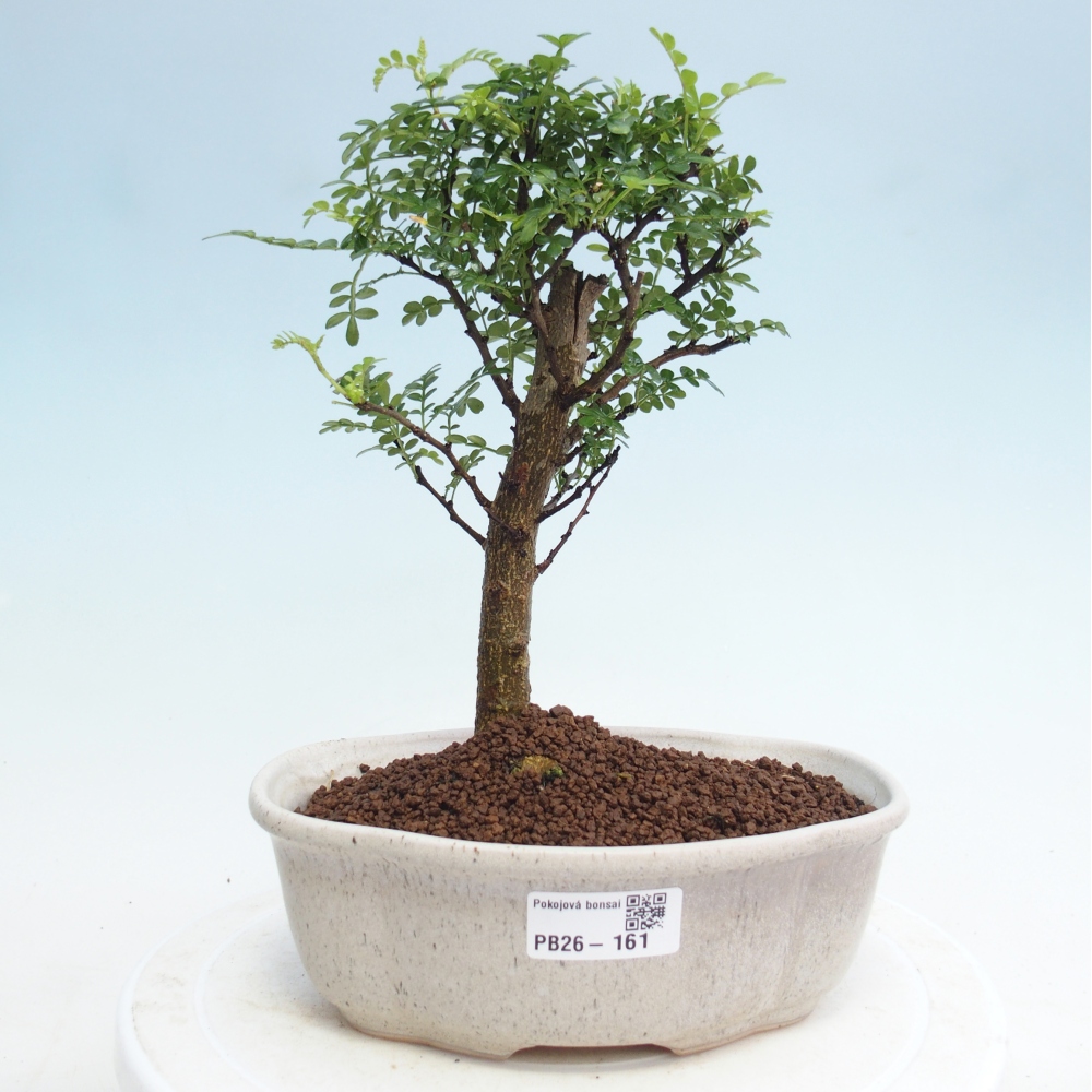 Room bonsai - Zantoxylum piperitum - pepper tree
