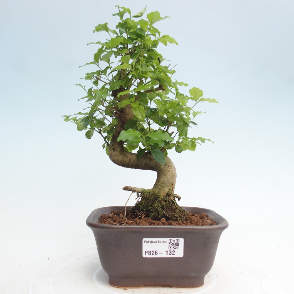 Room bonsai -Ligustrum chinensis - Birds Beak
