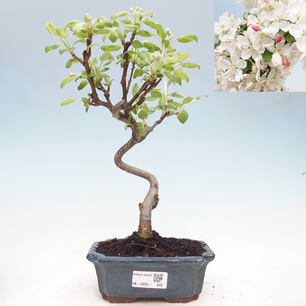 Outdoor bonsai -Malus halliana - Small-fruited apple tree