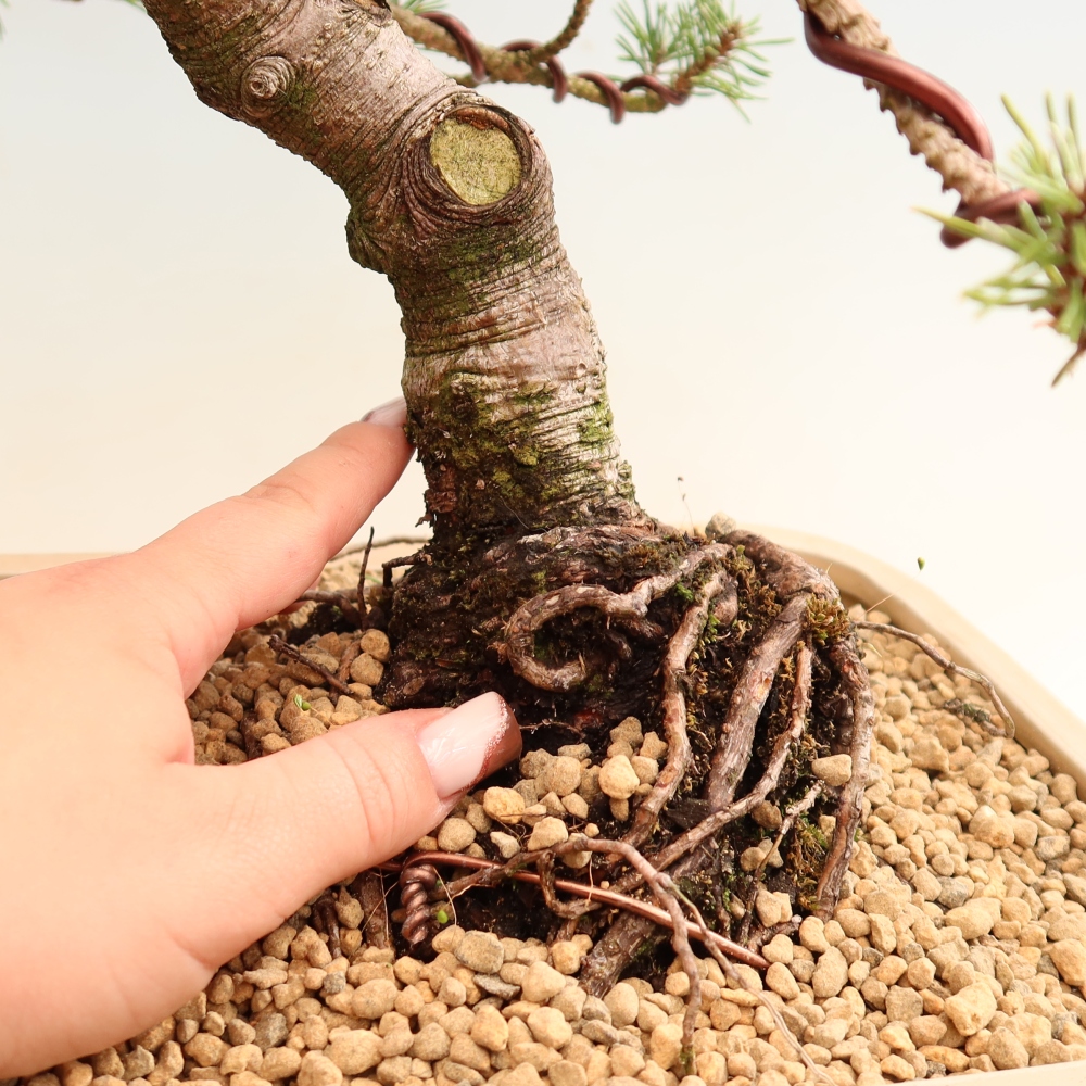 Outdoor Bonsai - Pinus mugo Humpy  - Mountain Pine