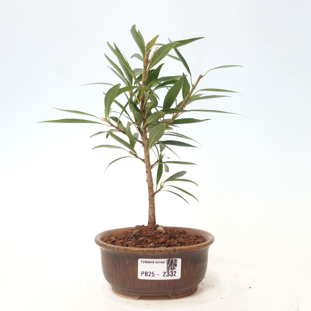 Indoor bonsai - Ficus nerifolia - small-leaved ficus