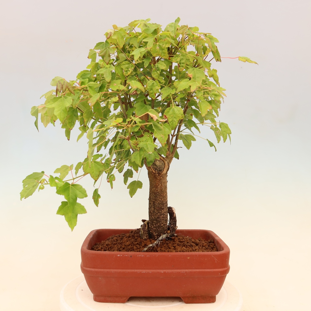 Outdoor bonsai - Maple Burger - Acer Burgerianum