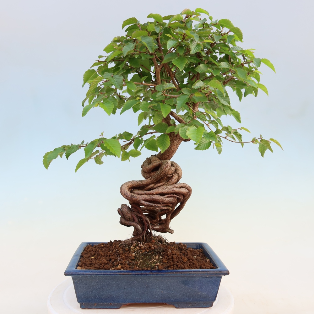 Outdoor bonsai -Carpinus coreana - Korean Hornbeam