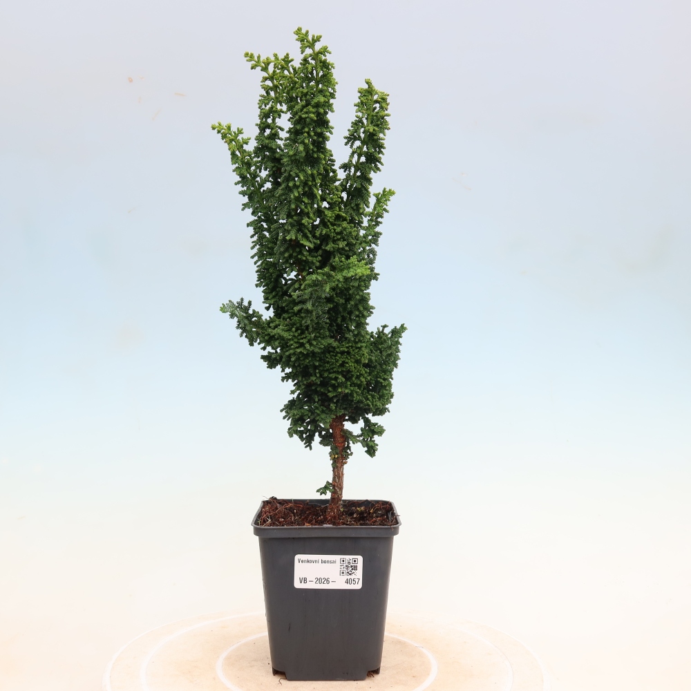 Outdoor bonsai - Cham. obtusa SEKKA HINOKI - Cypress