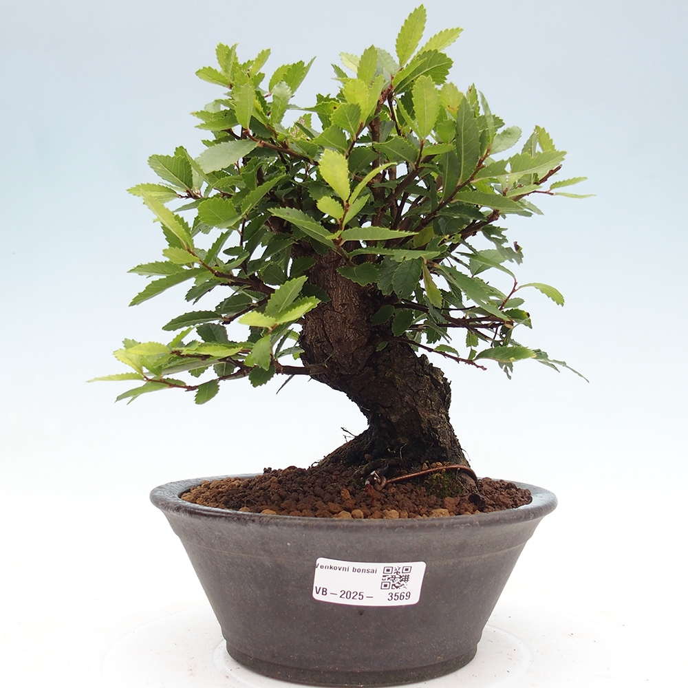 Outdoor bonsai - Zelkova - Zelkova NIRE