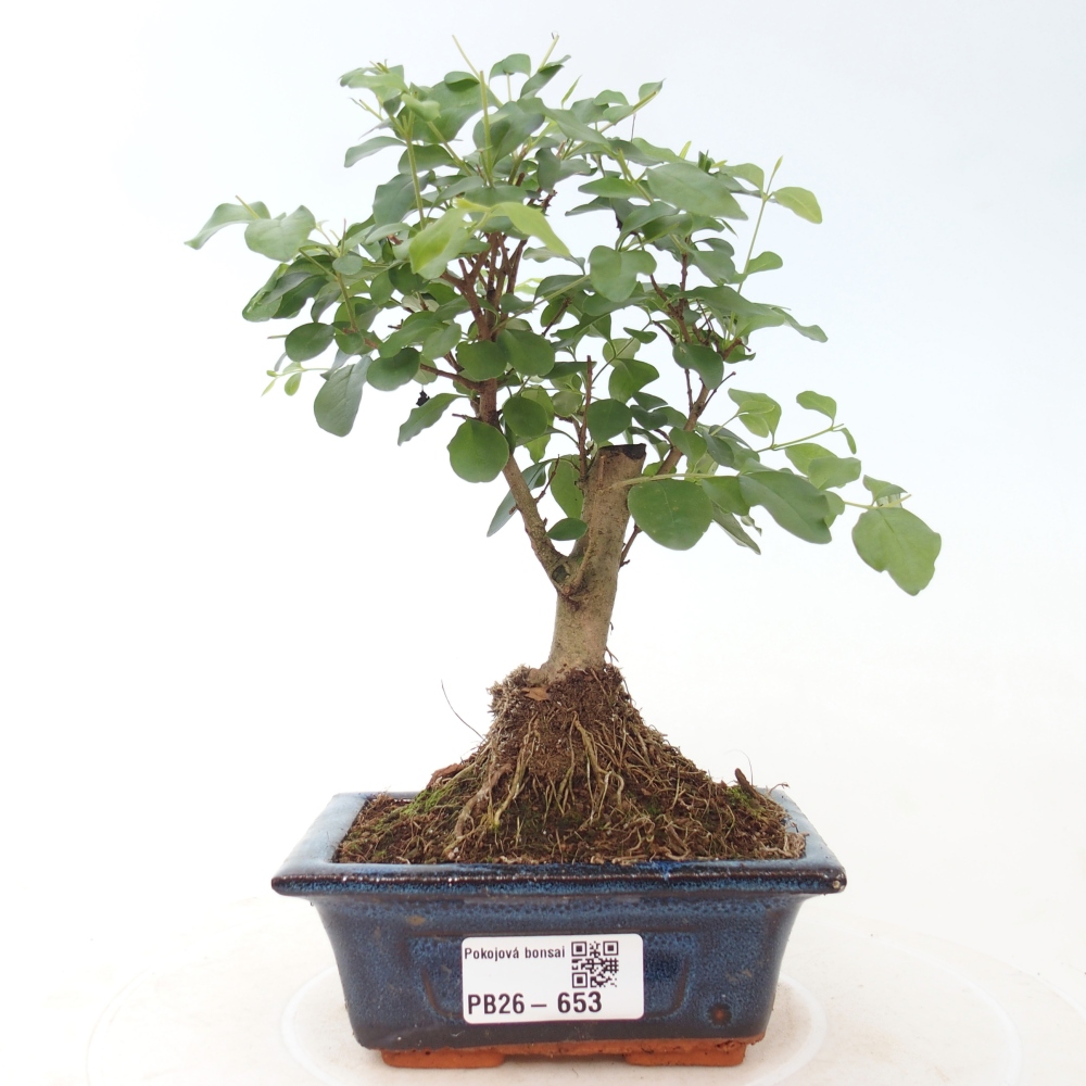 Room bonsai -Ligustrum chinensis - Birds Beak