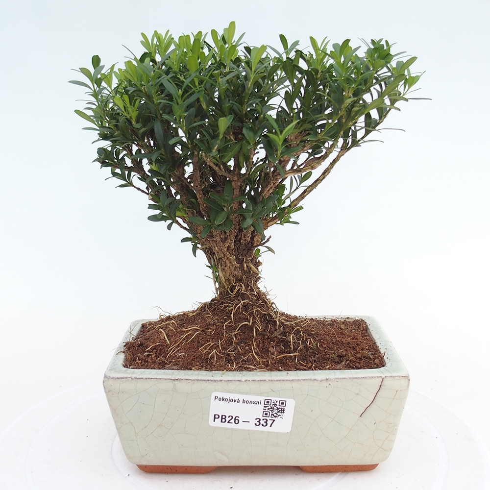 Room bonsai - Buxus harlandii - cork buxus