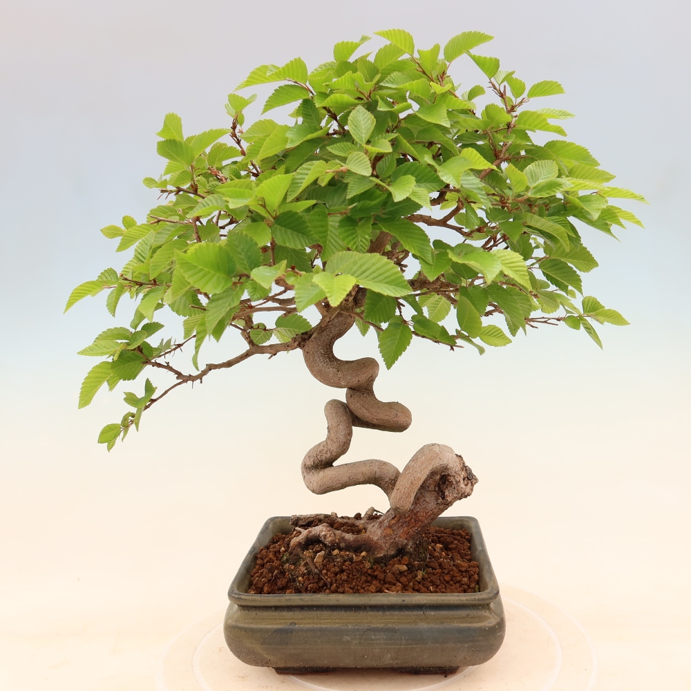 Outdoor bonsai -Carpinus coreana - Korean Hornbeam