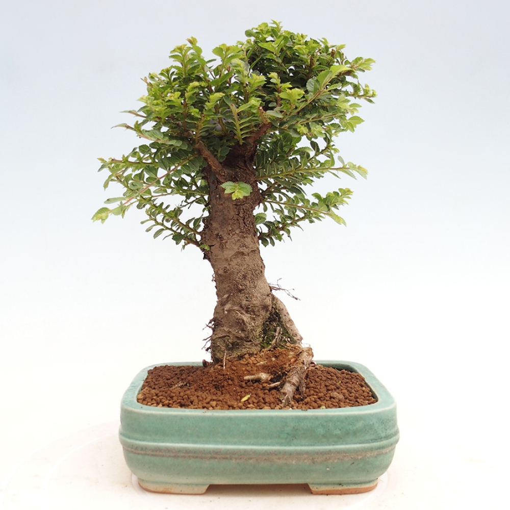 Outdoor bonsai - Ulmus parvifolia Hokkaido - Chinese elm