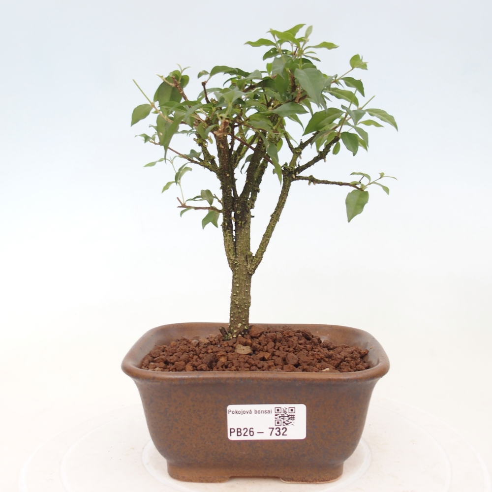 Room bonsai - Malpighia coccigera- Barbdor Cherry