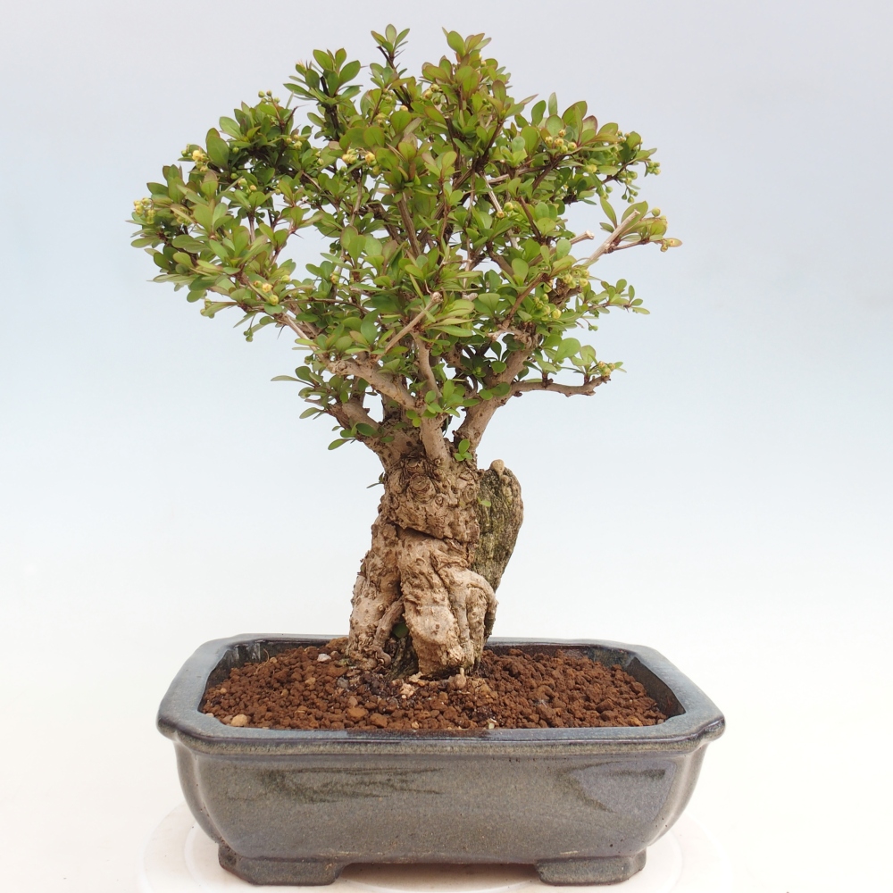 Outdoor bonsai - Berberis coreana