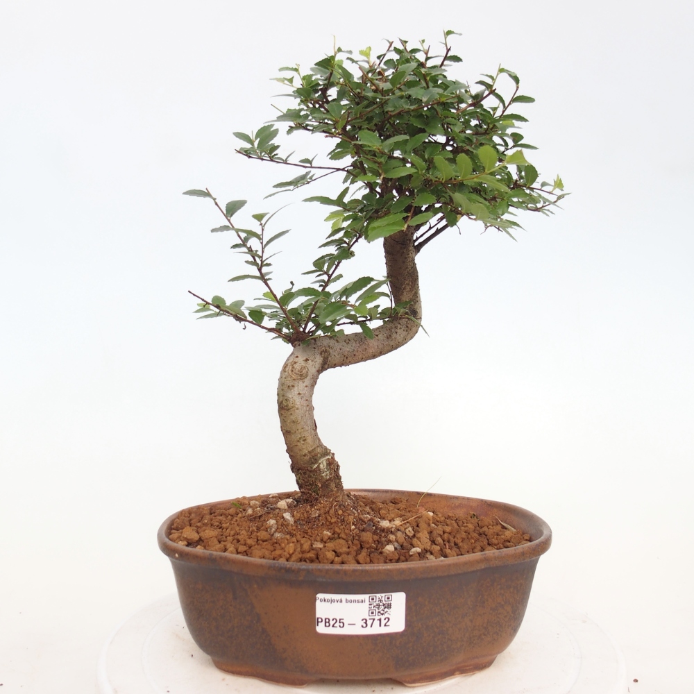 Room bonsai - Ulmus parvifolia - Small-leaved elm