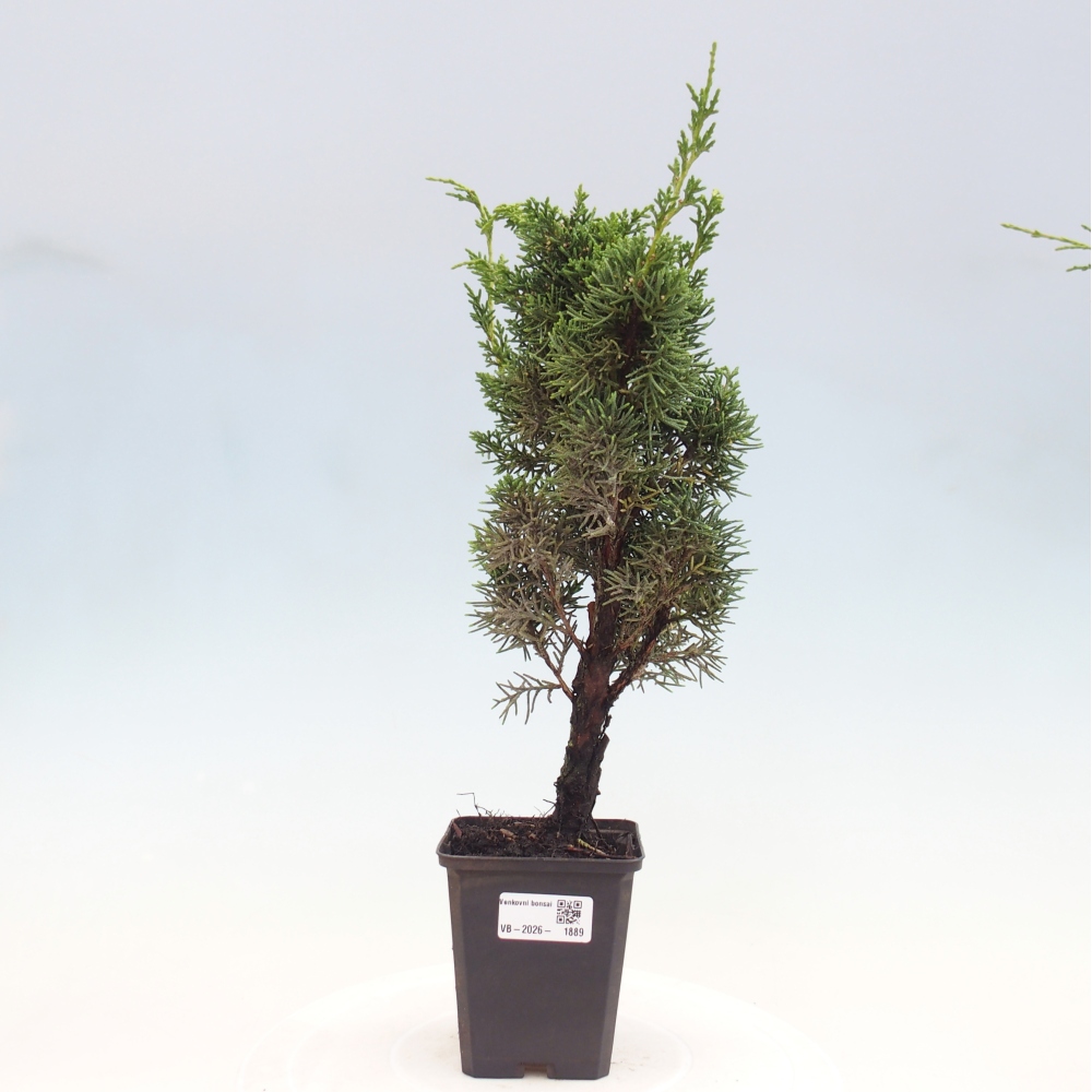 Outdoor bonsai - Juniperus chinensis Kishu