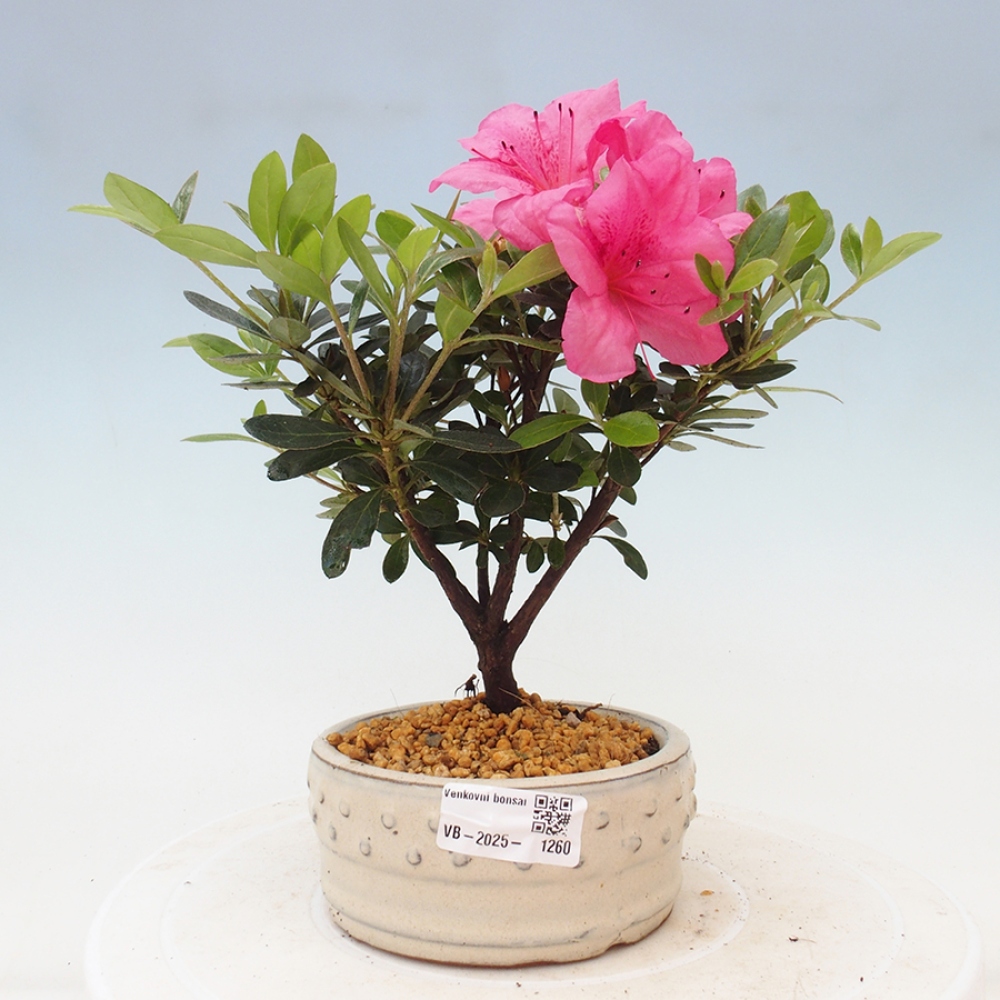 Outdoor bonsai - Japanese azalea - Azalea sp.