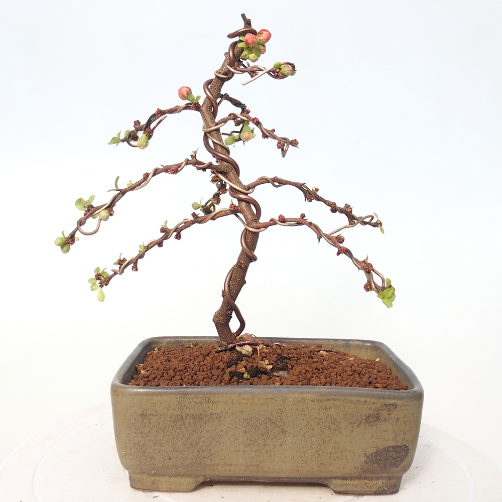 Outdoor bonsai - Chaneomeles s. Red Joy - Quince