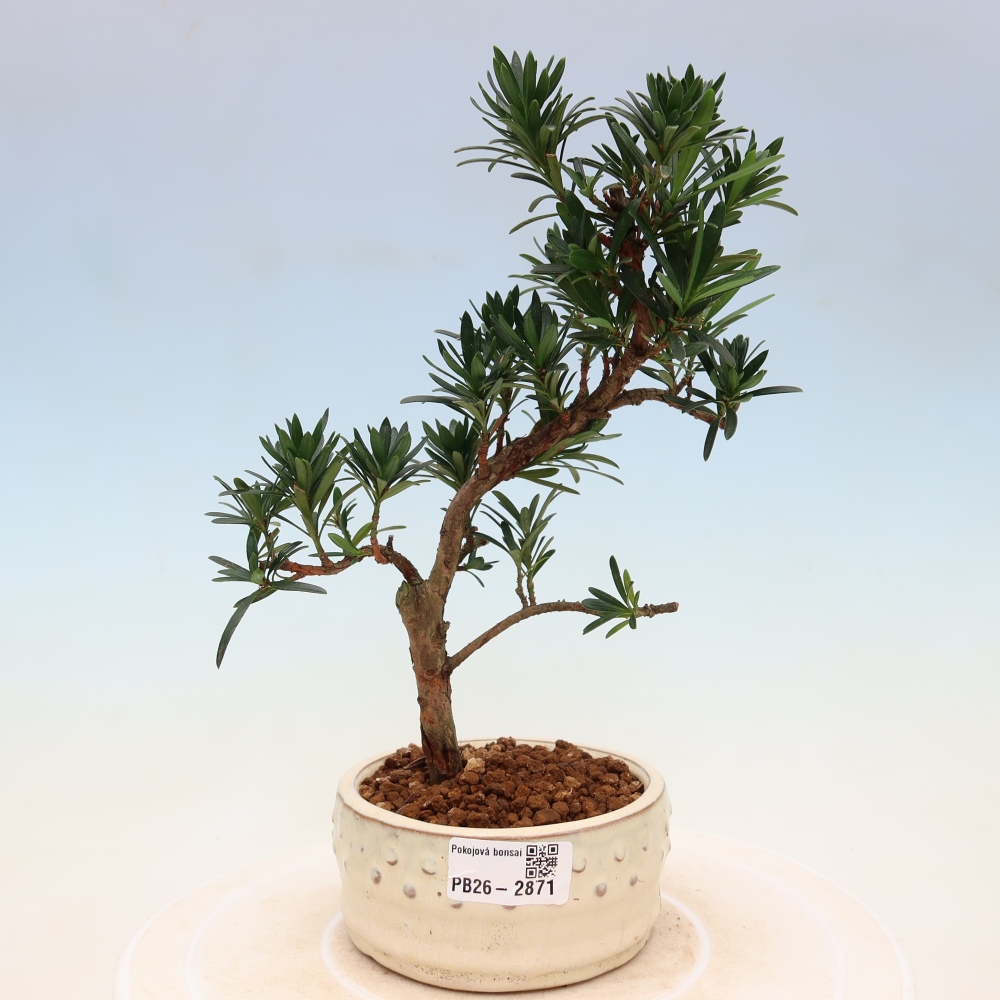 Room bonsai - Podocarpus - Stone Yew