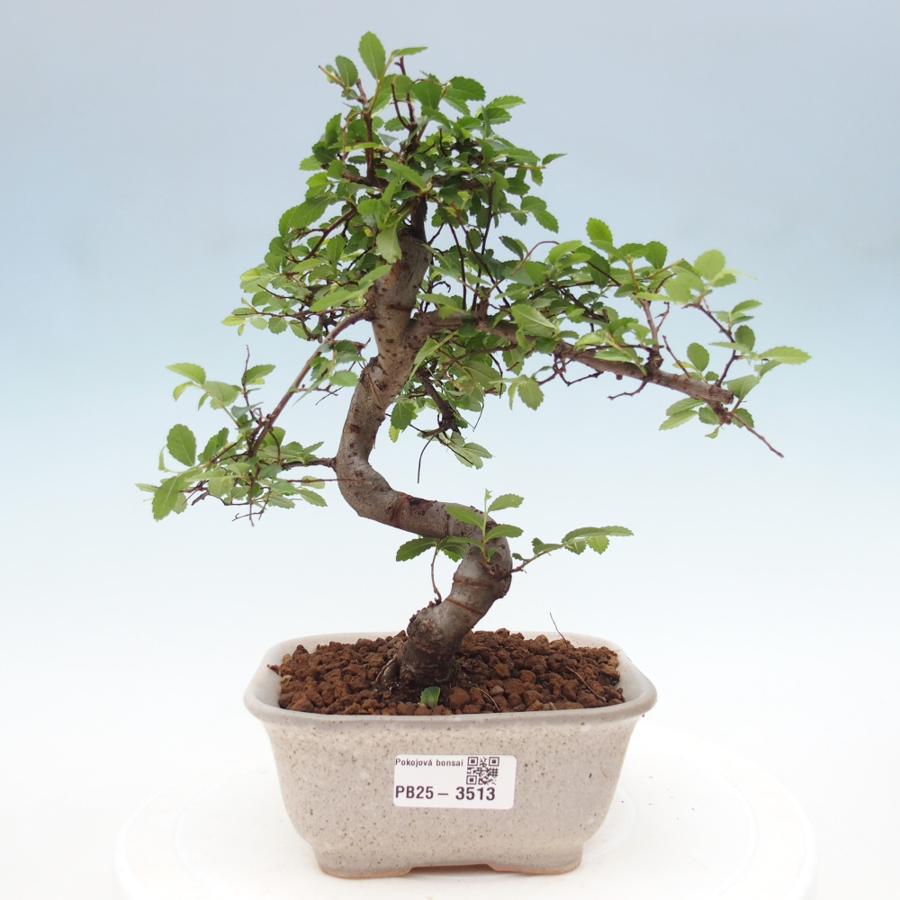 Room bonsai - Ulmus parvifolia - Small-leaved elm