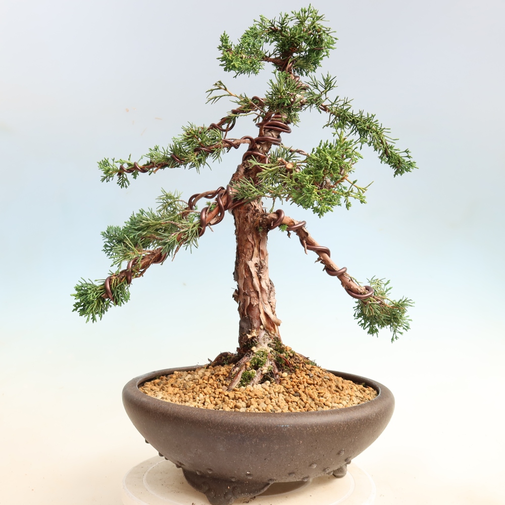 Outdoor bonsai - Juniperus chinensis Kishu