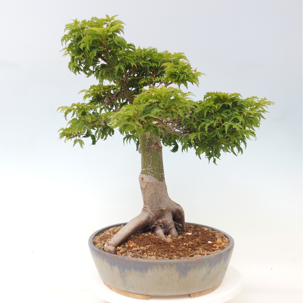Outdoor bonsai -Javor palm Acer palmatum Shishigashira