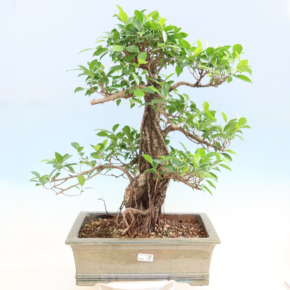 Room bonsai - Ficus kimmen - small-leaved ficus