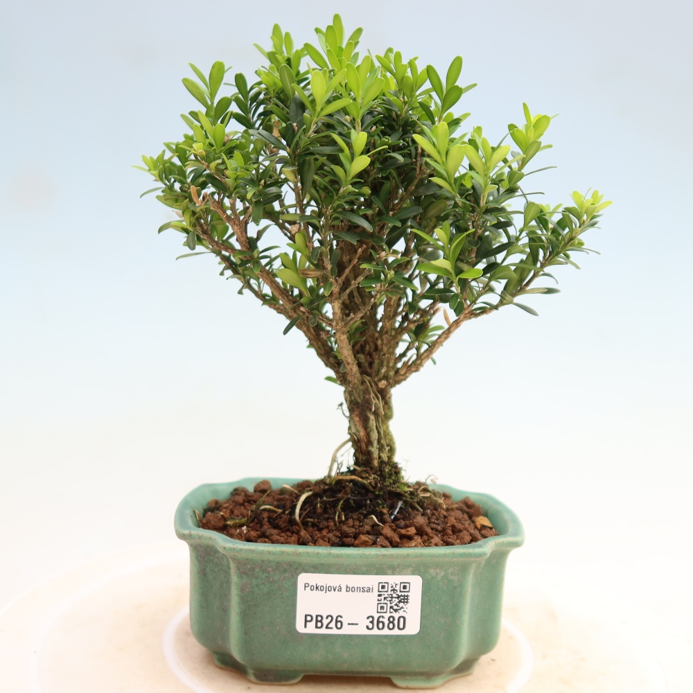 Room bonsai - Buxus harlandii - cork buxus