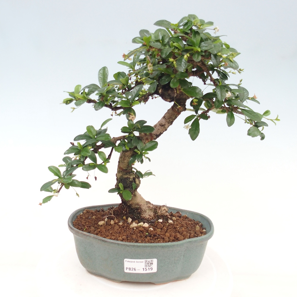 Room bonsai - Carmona macrophylla - Tea fuki