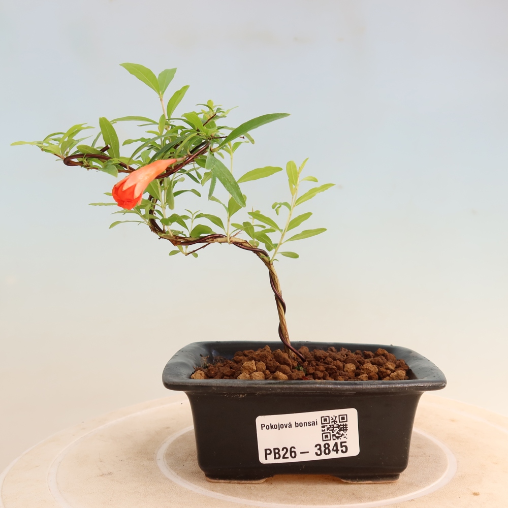 Room bonsai-PUNICA granatum nana-Granate apple