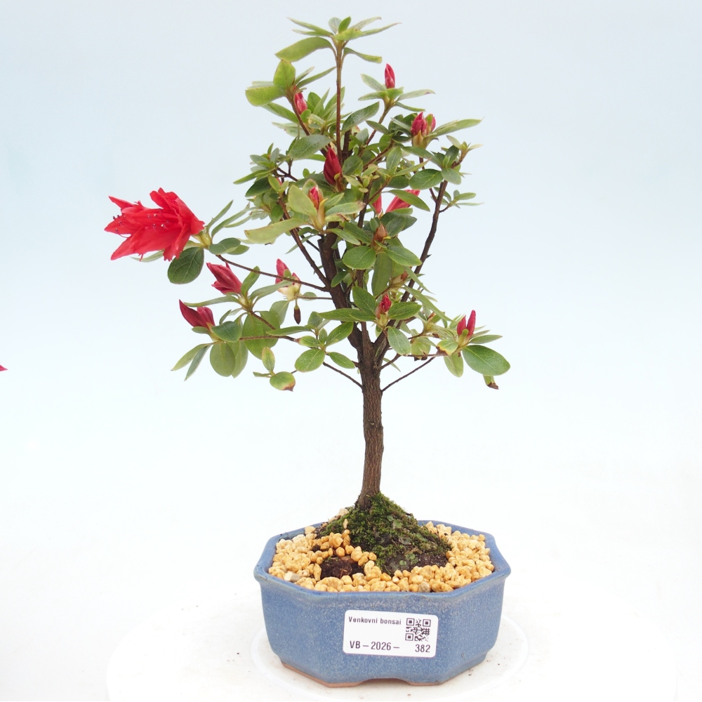 Outdoor bonsai - Japanese azalea - Azalea sp.
