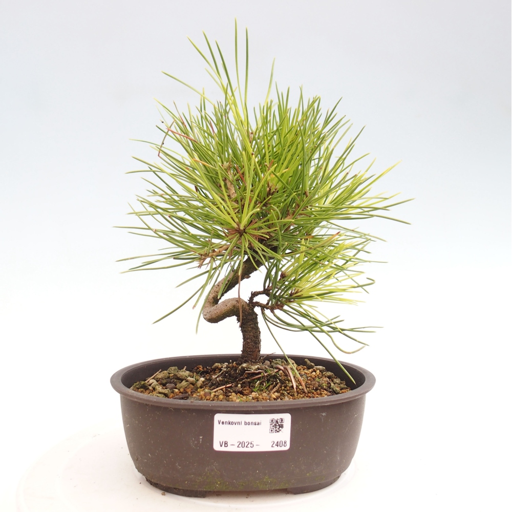 Outdoor bonsai - Pinus thunbergii - Thunbergia pine