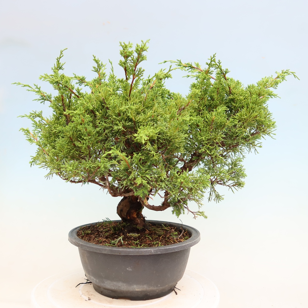 Outdoor Bonsai - Juniperus chinensis Itoigawa - Chinese Juniper
