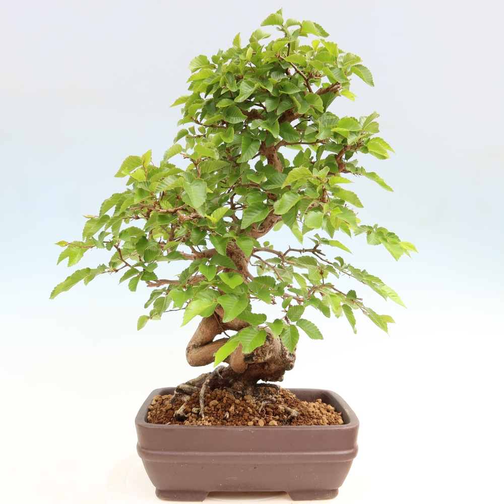 Outdoor bonsai -Carpinus coreana - Korean Hornbeam