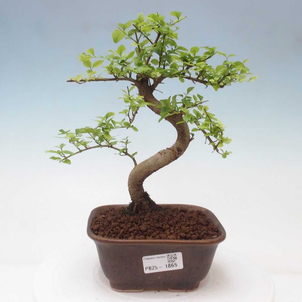 Indoor bonsai -Ligustrum chinensis - Bird's beak