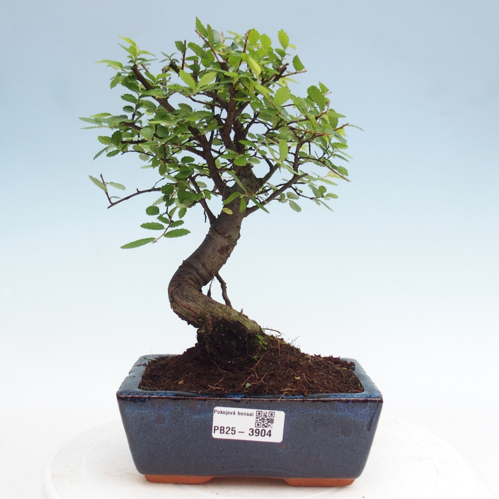 Room bonsai - Ulmus parvifolia - Small-leaved elm
