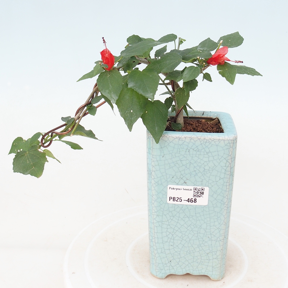 Indoor bonsai - Malvaviscus arboreus - woody hibiscus