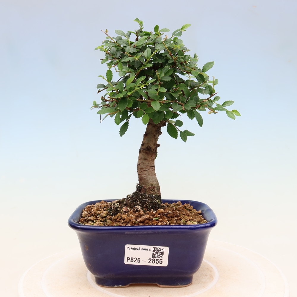 Room bonsai - Ulmus parvifolia - Small-leaved elm