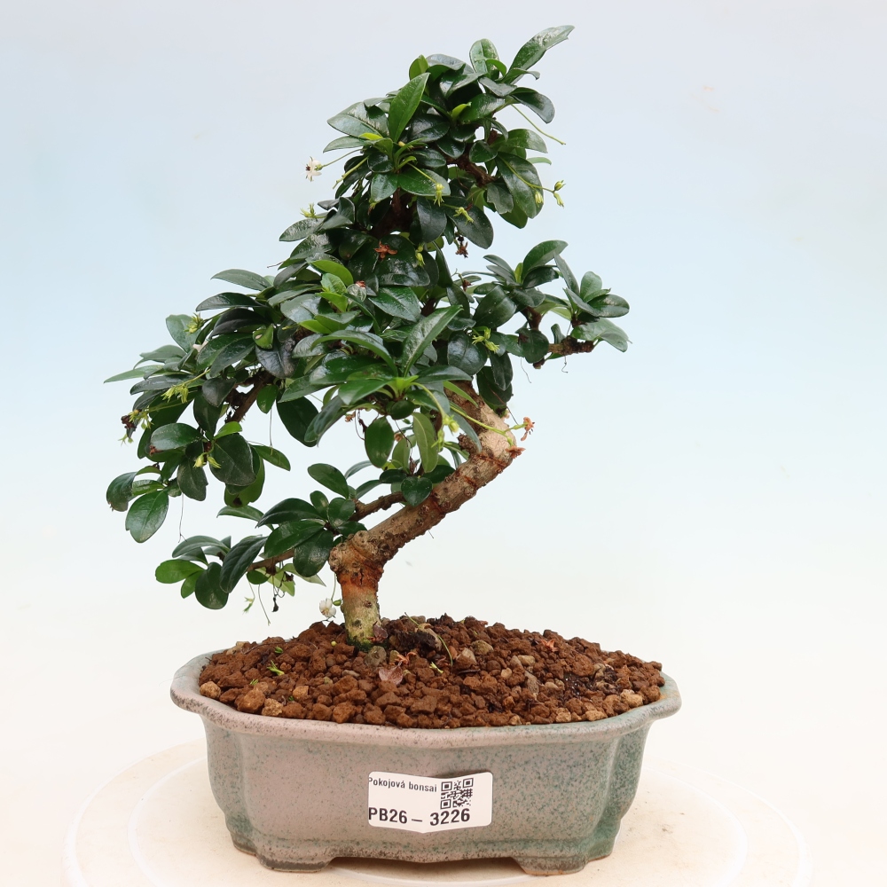 Room bonsai - Carmona macrophylla - Tea fuki