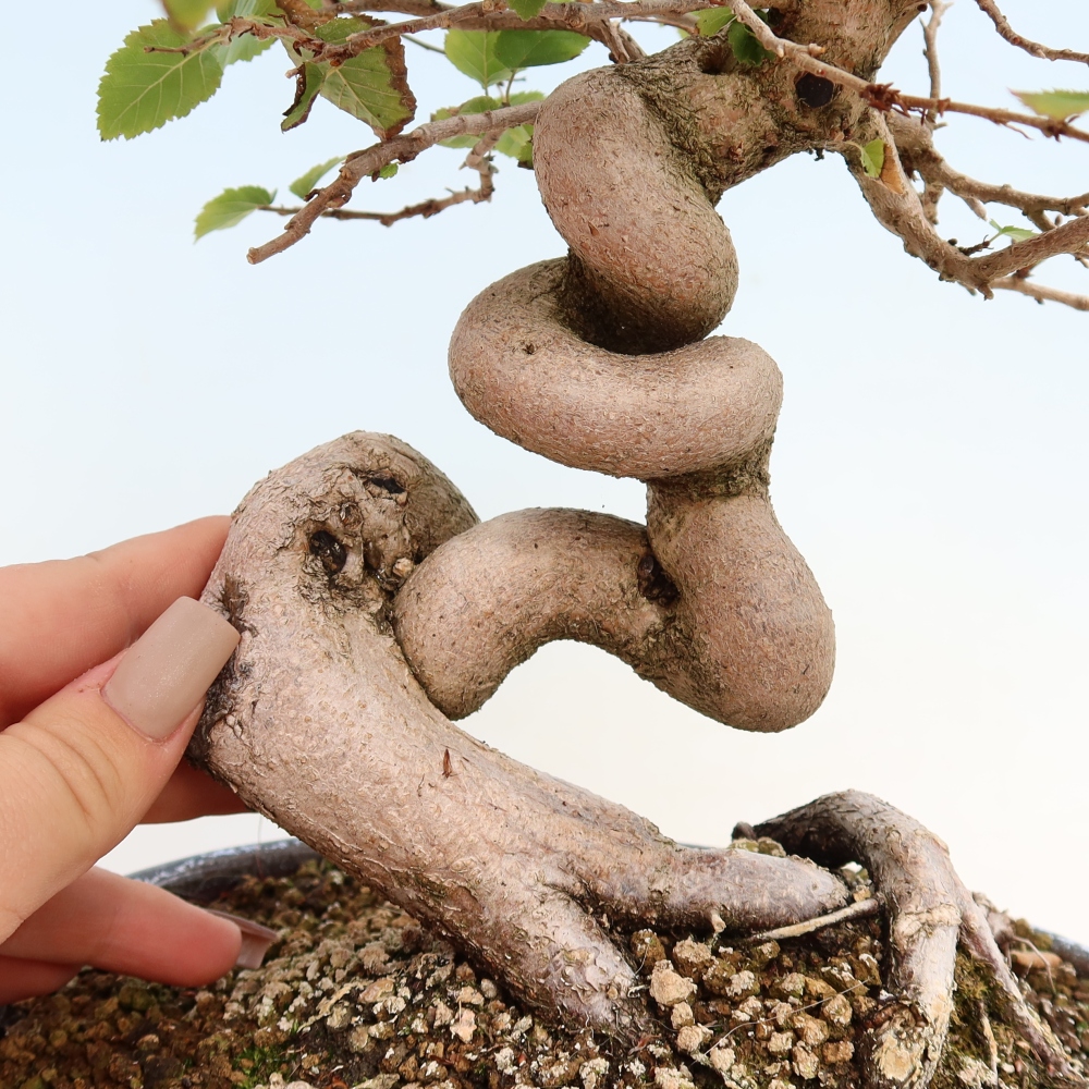Outdoor bonsai -Carpinus CARPINOIDES - Korean Hornbeam