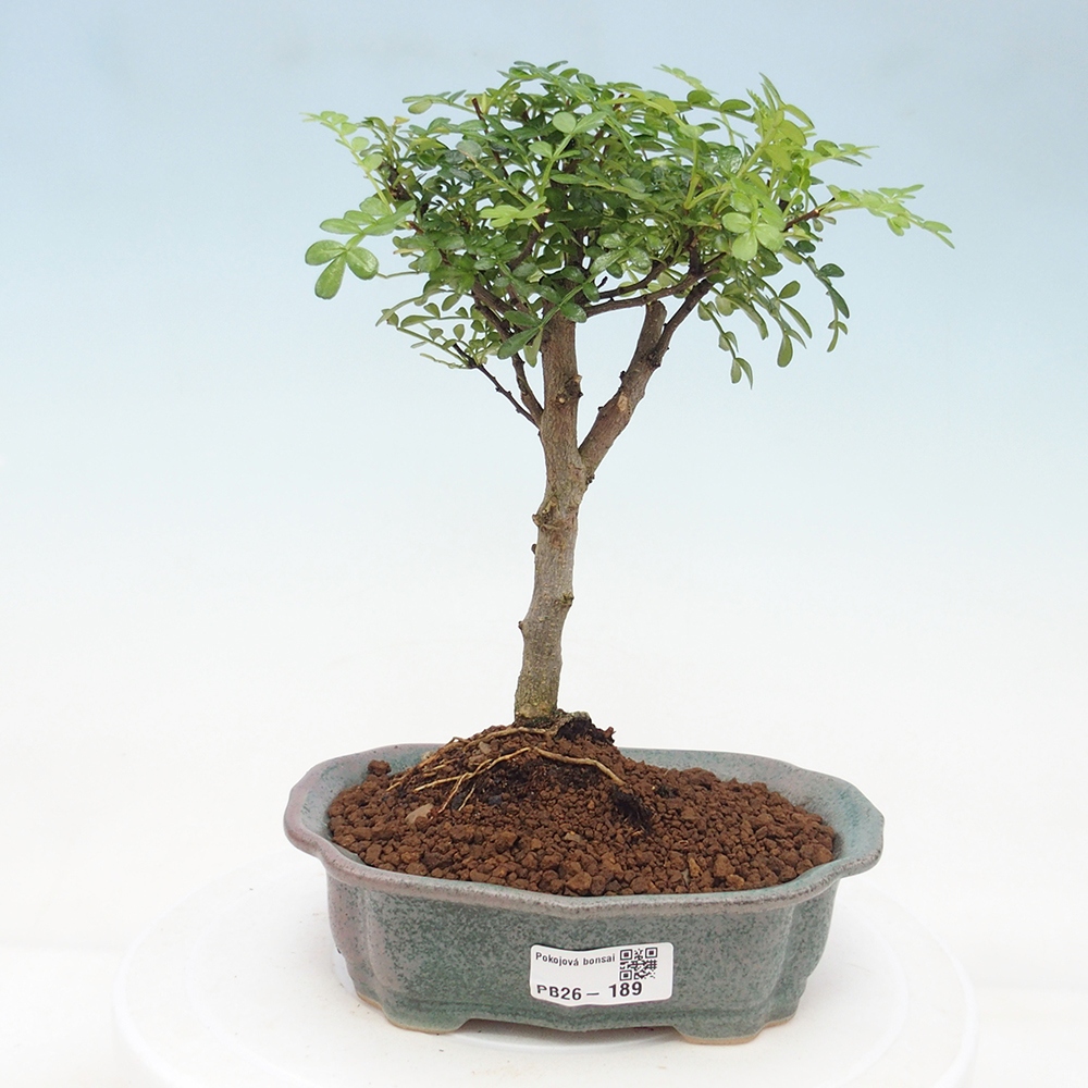 Room bonsai - Zantoxylum piperitum - pepper tree