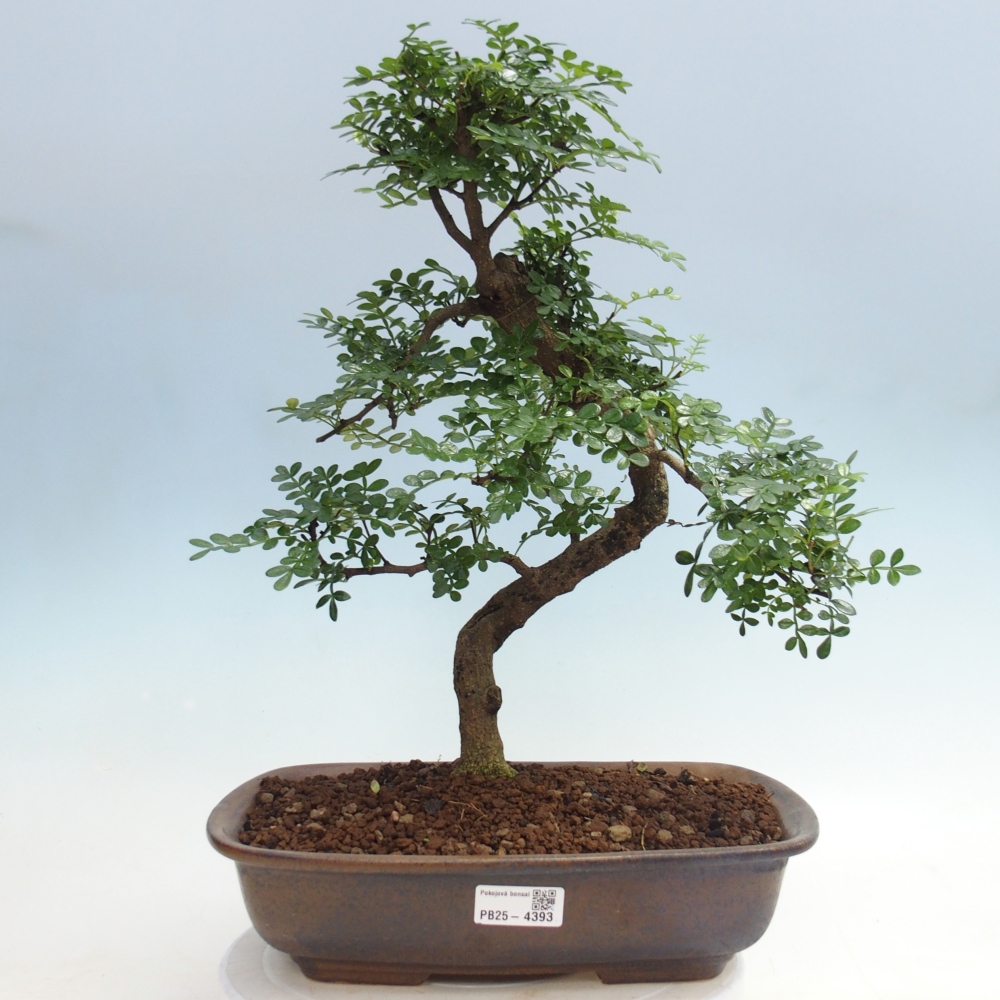 Room bonsai - Zantoxylum piperitum - pepper tree